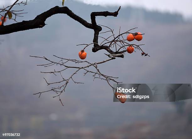 Persimmon Nikon D810 Camera70200 Lens Stock Photo - Download Image Now - 2015, Aging Process, Agriculture