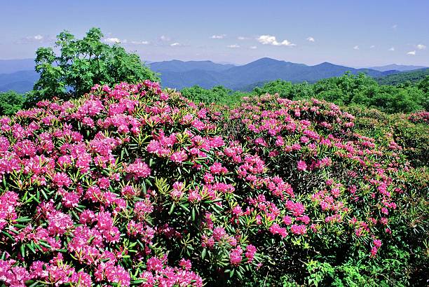 Pink Catawba Rhododendron Blue Ridge Parkway stock photo