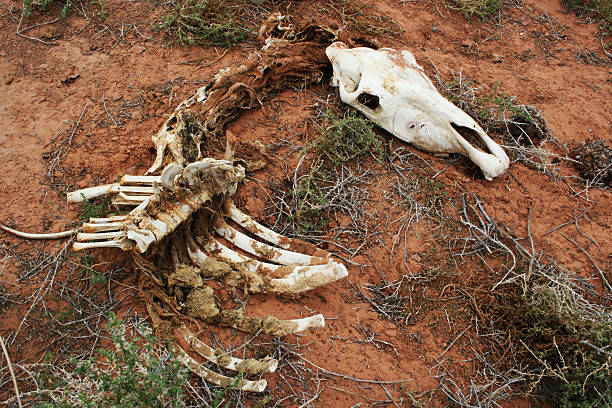 istock Skeleton of the horse with skull 497038133