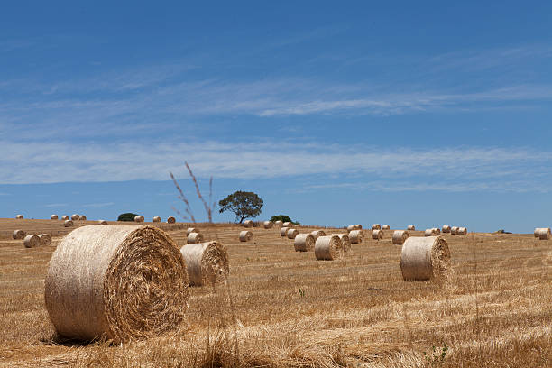 istock Bale of hay. 497038401
