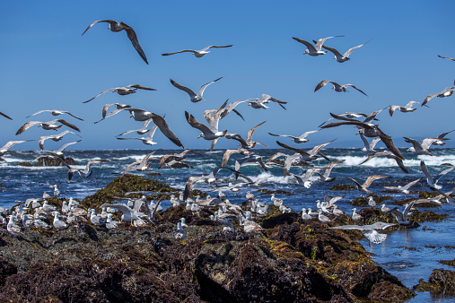 A flock of seagulls scatters over the California coast.