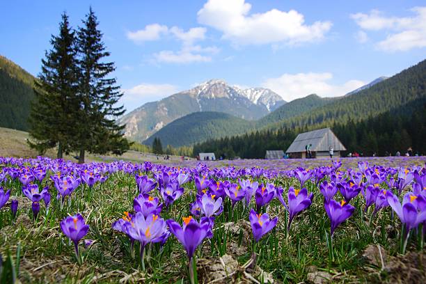 istock Crocuses in Chocholowska valley, Tatra Mountains, Poland 497039817