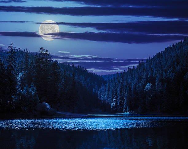 istock pine forest and lake near the mountain at night 497039863