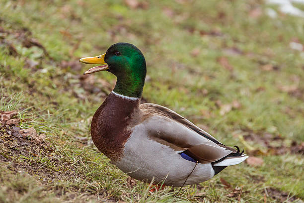 istock Pair of ducks sitting on the grass 497040049