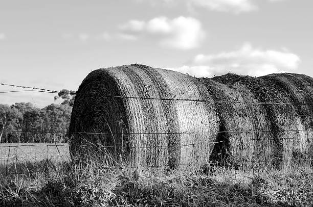 istock Large hay bales in countryside at Barossa Valley 497040149