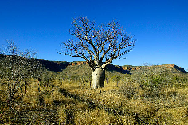 istock Boab Tree in The Kimberley, Western Australia 497041271