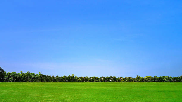 istock Green Grass Field and Blue Sky 497042031