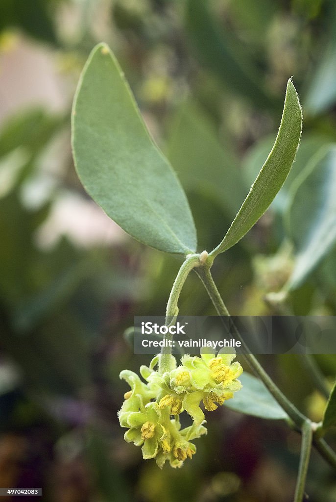 Jojoba (Simmondsia chinensis) with the seeds of the jojoba (Simmondsia chinensis) is produced a oil used in cosmetics and other industries Cooking Oil Stock Photo