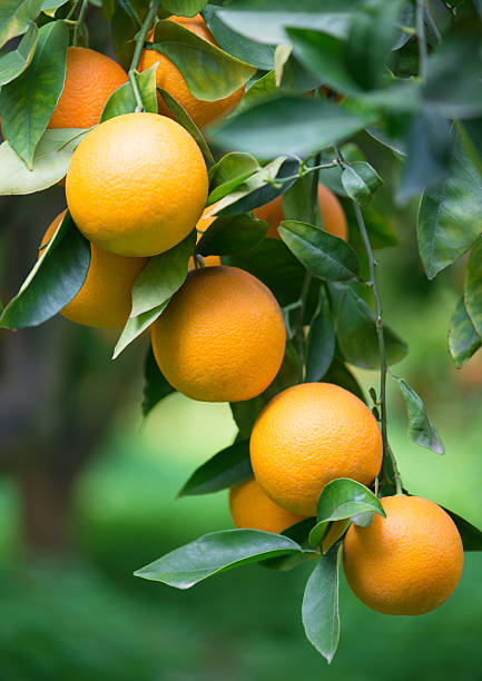 istock Oranges on a branch in a orchard 497042187