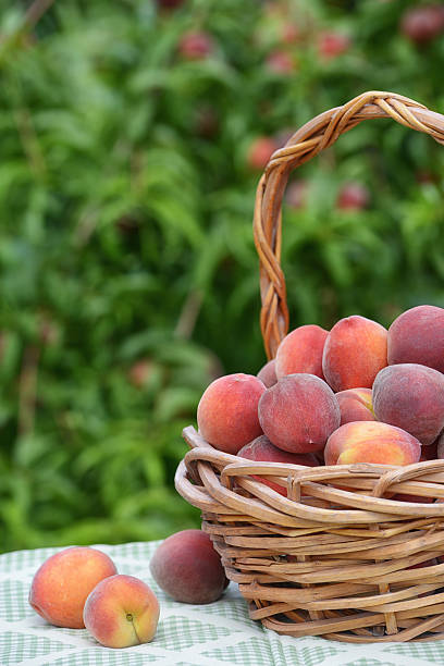istock Freshly picked peach fruits in basket 497043047