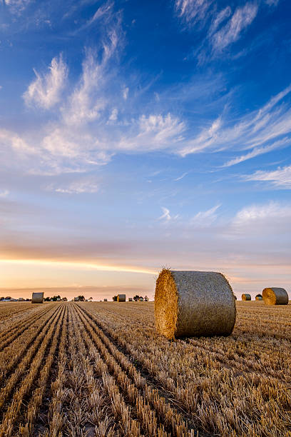 Bales at Sunset stock photo