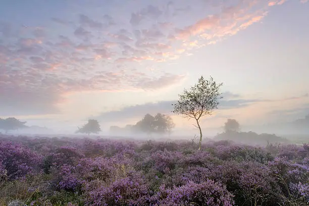 Misty Autumn mornig on Westleton Heath.