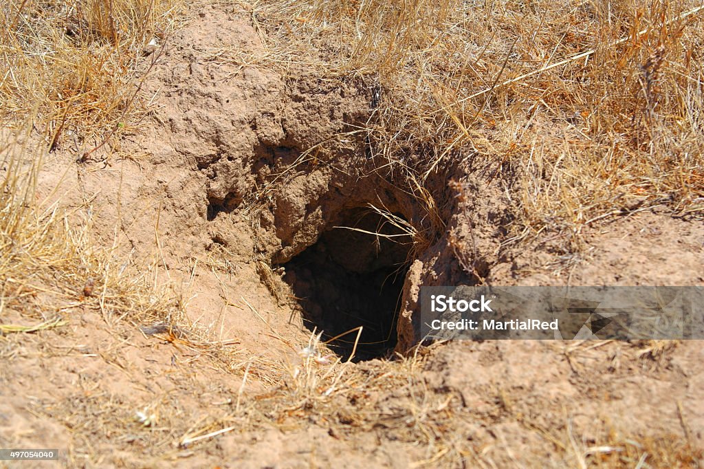 Hole In The Ground Home For A Wild Animal Stock Photo - Download Image Now  - Woodchuck, Hole, Damaged - iStock
