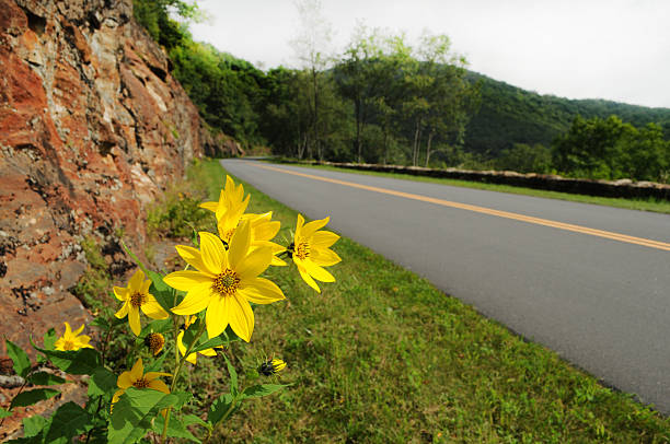 Blue Ridge Parkway Road With Rock And Flowers stock photo