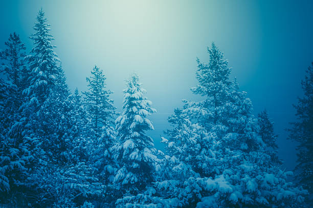 istock Snow Flocked Pine Trees & Winter Forest In The Night 497054258