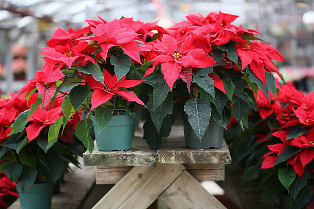 Christmas Poinsettia Christmas Poinsettia gentianales photos stock pictures, royalty-free photos & images