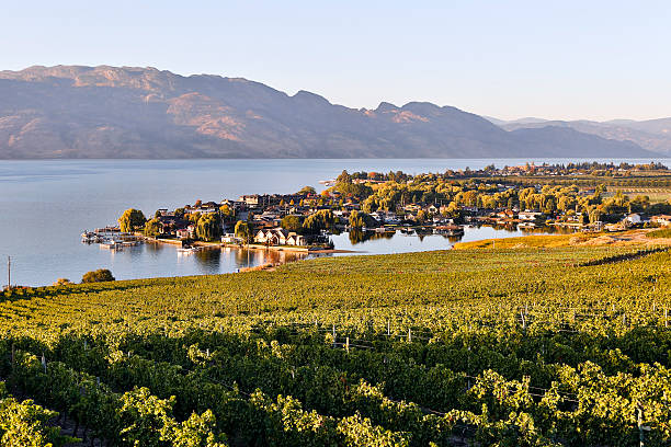 kelowna vineyard okanagan valley winery - okanagan penticton lake okanagan lake fotografías e imágenes de stock