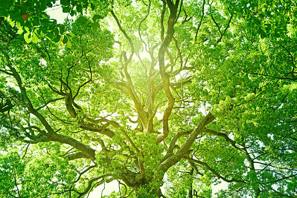 albero verde fresco - vibrant color horizontal japan branch foto e immagini stock