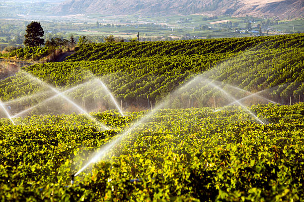 istock Agriculture Irrigation Sprinkler Okanagan Vineyard 497058044