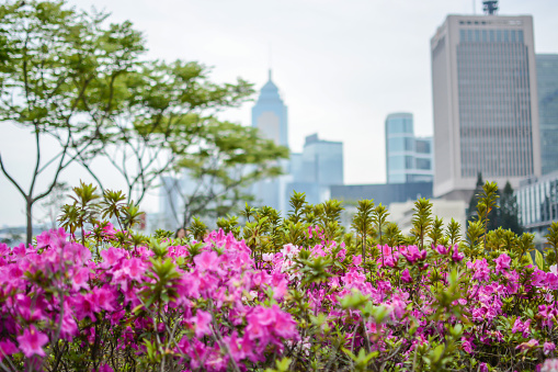 Pink flowers against blurred city scape.