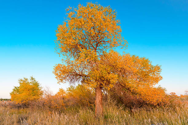 istock Populus diversifolia tree in China's western regions 497059462