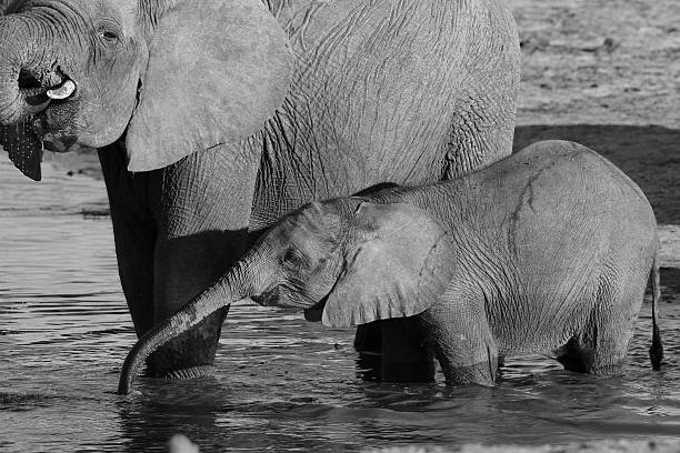 istock African Elephant mother and calf drinking 497060128