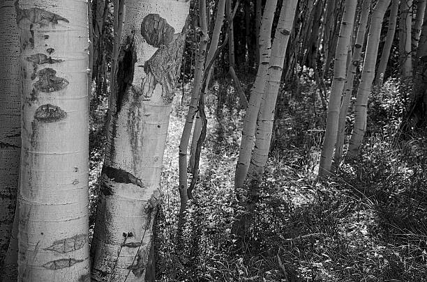 Black and white Aspen Tree Trunks Colorado stock photo