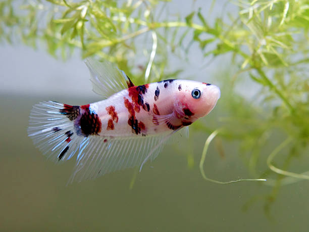 бойцовая рыбка (кои стиле - siamese fighting fish fish tank tropical climate fish стоковые фото и изображения