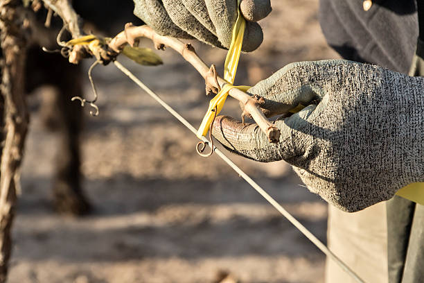 ajuste a vine - vineyard california napa valley vine - fotografias e filmes do acervo