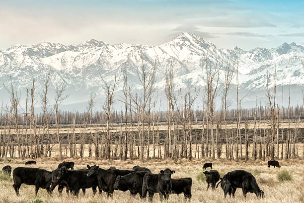 istock Cows breeding in Patagonia 497061372