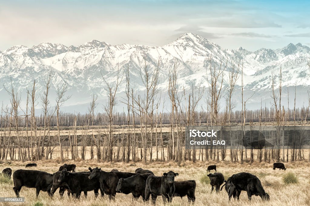Cows breeding in Patagonia Calves grazing in a meadow in the Andes. Patagonia, Argentina. 2015 Stock Photo