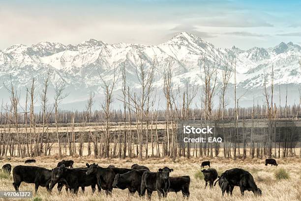 Cows Breeding In Patagonia Stock Photo - Download Image Now - 2015, Aberdeen Angus Cattle, Agricultural Field