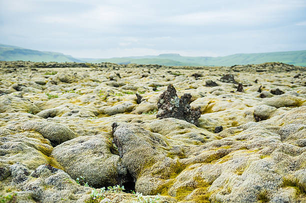 istock Green moss on volcanic lava field, Iceland. 497061958