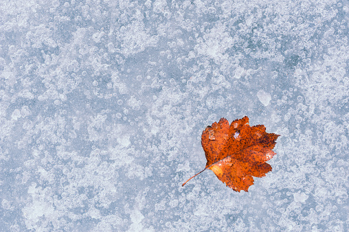 Autumn red leaf on the blue ice. Macro image with small depth of field