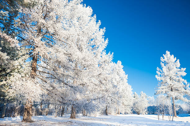 istock Big pine trees with hoarfrost against the blue sky. 497062354