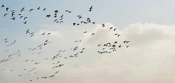 istock Flock of geese flying in a blue cloudy sky 497062520