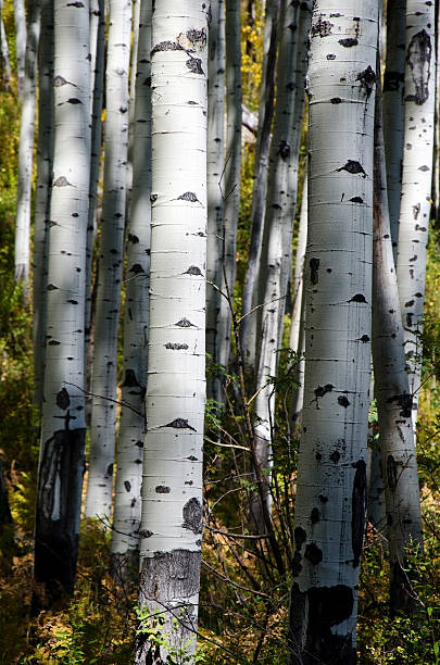 Aspen Tree Trunks Colorado stock photo