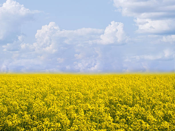 istock flowering field of colza in spring 497064024
