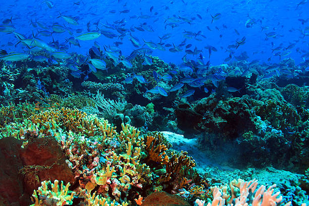 школа рыбы over коралловый риф - yellowback fusilier стоковые фото и изображения