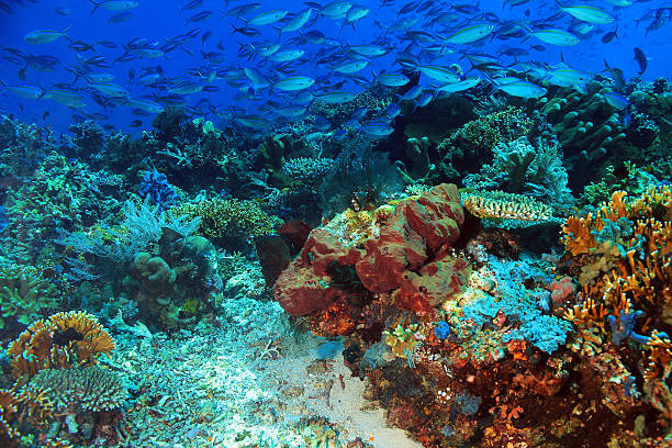 School of Fish over Coral Reef School of Blue and Gold Fusiliers (Caesio Caerulaurea, aka Blue Fusilier, Gold-band Fusilier, Scissor-tailed Fusilier) over a Colorful Coral Reef. Komodo, Indonesia yellowback fusilier stock pictures, royalty-free photos & images