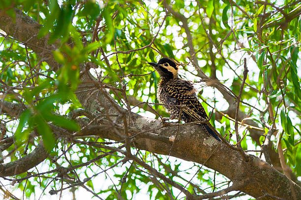 istock Golden-Breasted Woodpecker 497065462