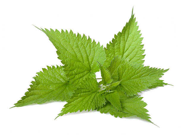 ortica - stinging nettle foto e immagini stock