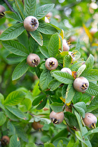 Common medlar fruits Common medlar (Mespilus germanica) tree with fruits germanica mespilus mespilus germanica mispel stock pictures, royalty-free photos & images
