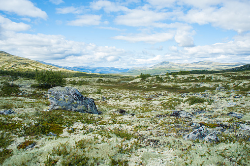 Open Norwegian plain with small mountain in the distance, covered in small grass, soft moss, lichens and one big stone rock