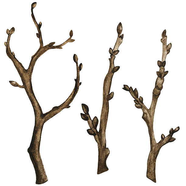 ilustrações, clipart, desenhos animados e ícones de watercolor seco galhos de árvore - computer graphic image stick tree trunk
