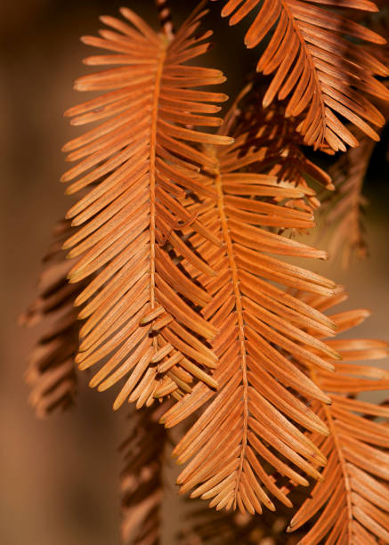 hojas otoñales del amanecer de redwood. - baumblätter fotografías e imágenes de stock