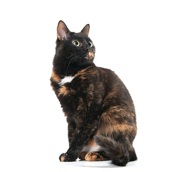istock Beautiful graceful cat looking up. 497069638