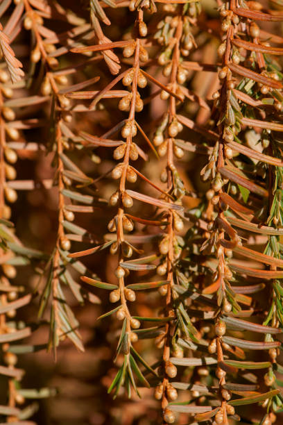 dawn redwood rama con flores gustos. - baumblätter fotografías e imágenes de stock