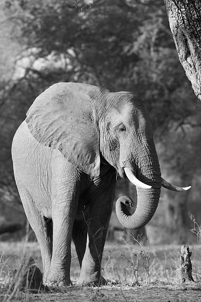 istock African Elephant bull (Loxodonta africana) curling trunk 497069728