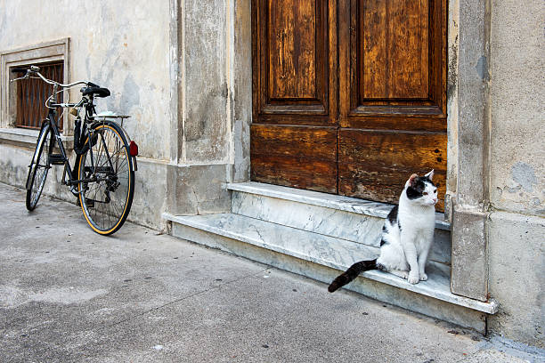 istock Cat and Bike 497076585